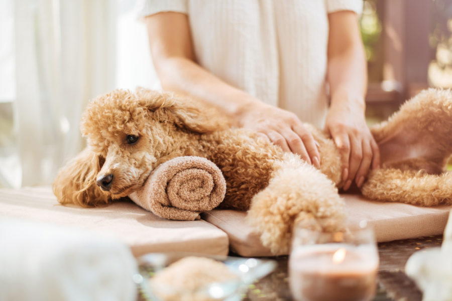 Pet Massage Therapy